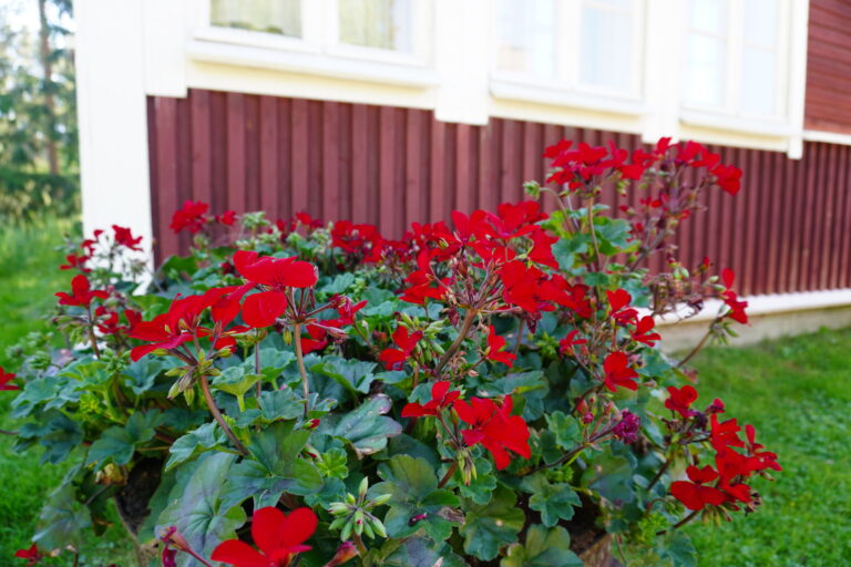 Iisalmi – Panimomuseo ja pappilamiljöö