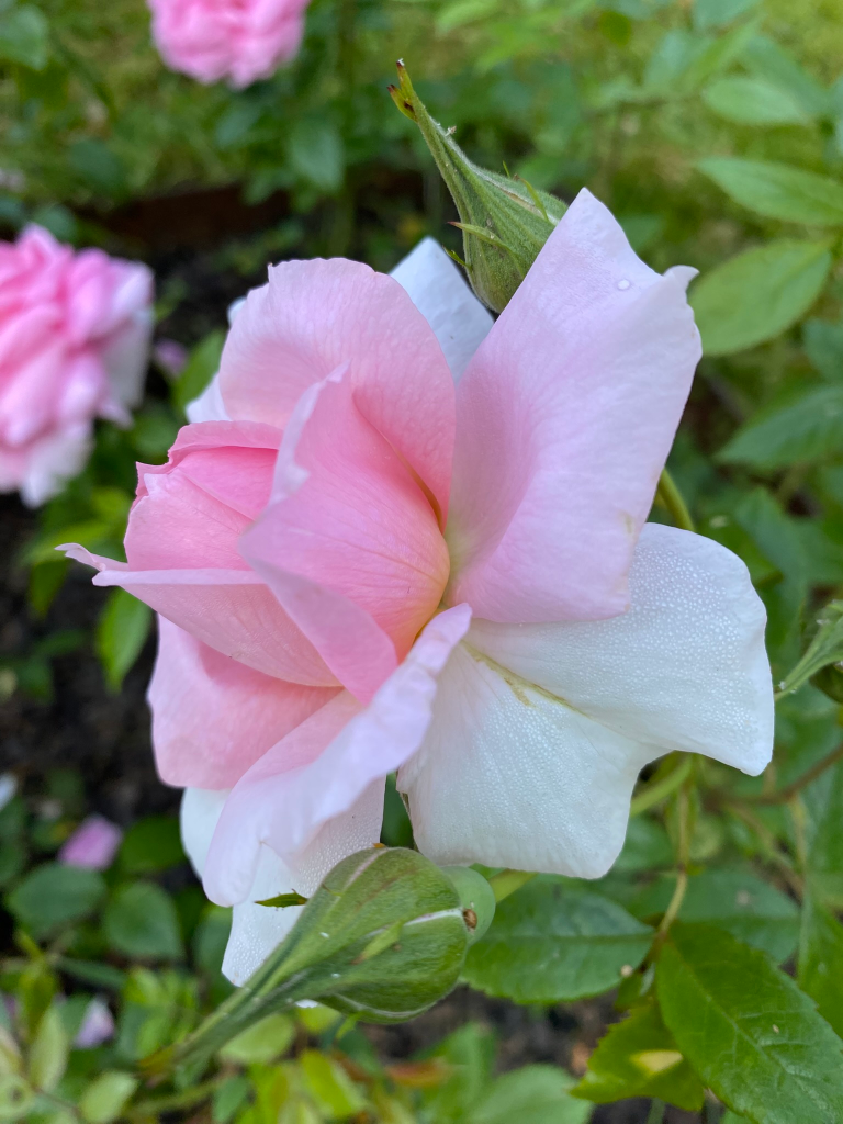 Tämä ei ole yleisölle. Tämä on harakoille.