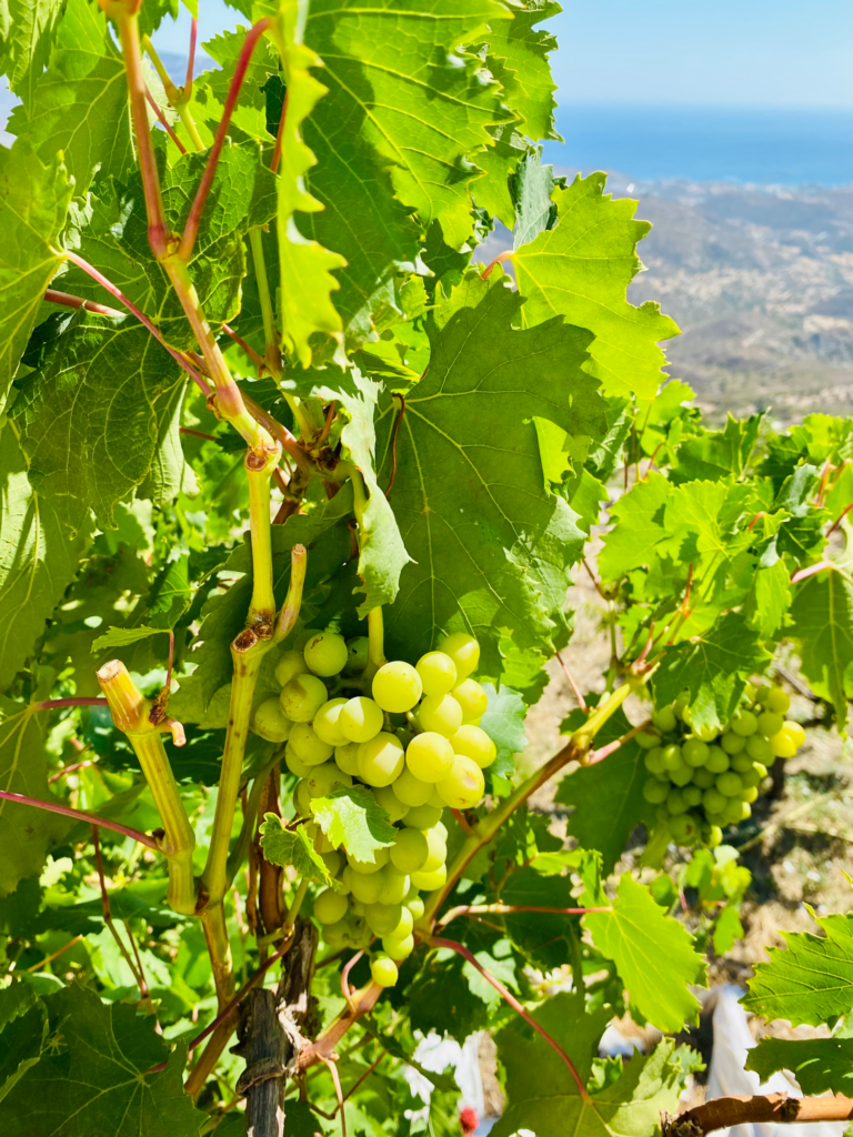 Ultraprosessoitu ruoka pois – onnistuukohan?